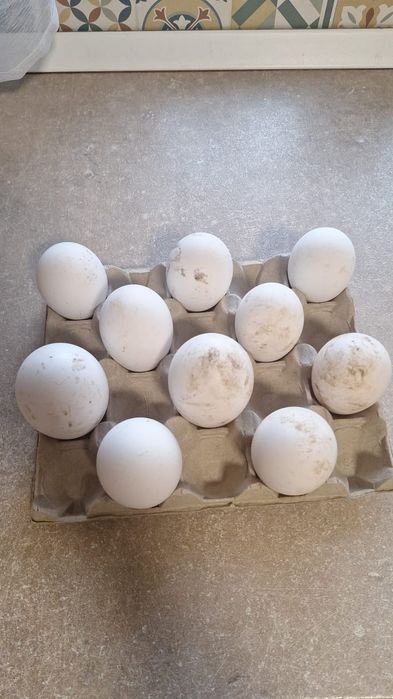 Oua de gașca chinezeasca