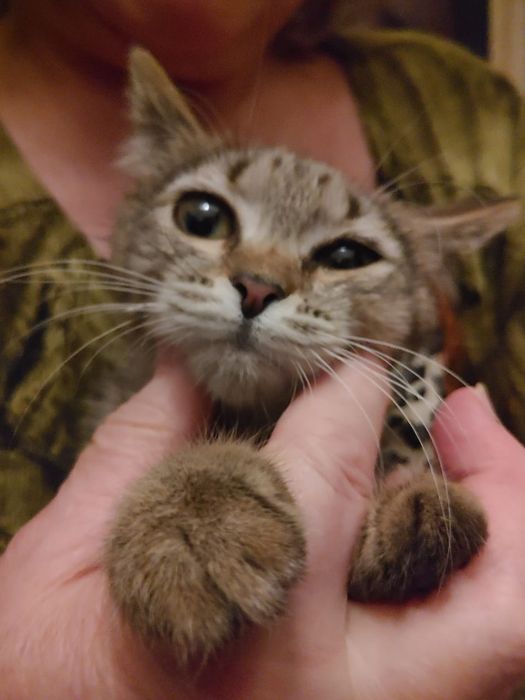 Котенок, девочка, 3 месяца