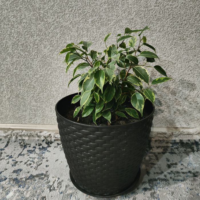 Фикус Бенджамин, цена 6500