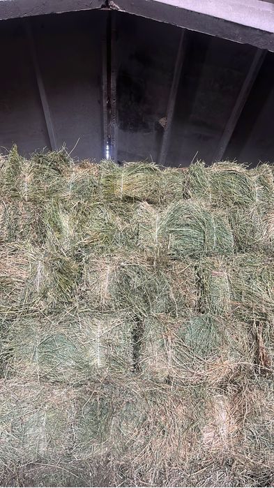 Люцерна в тюках сухой чистый