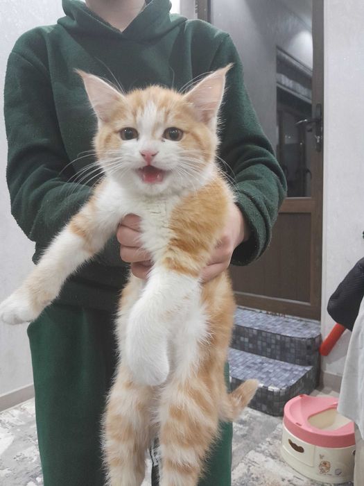 Mushuklar otasi skotish