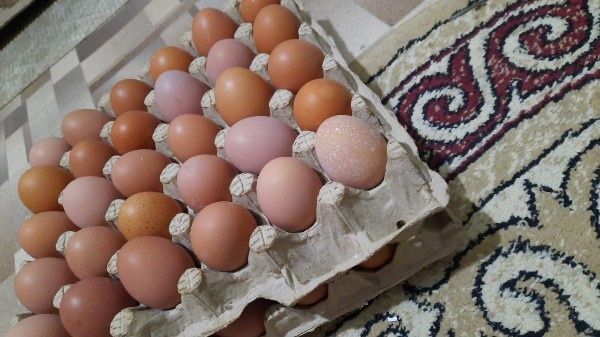 Жұмыртқа домашний