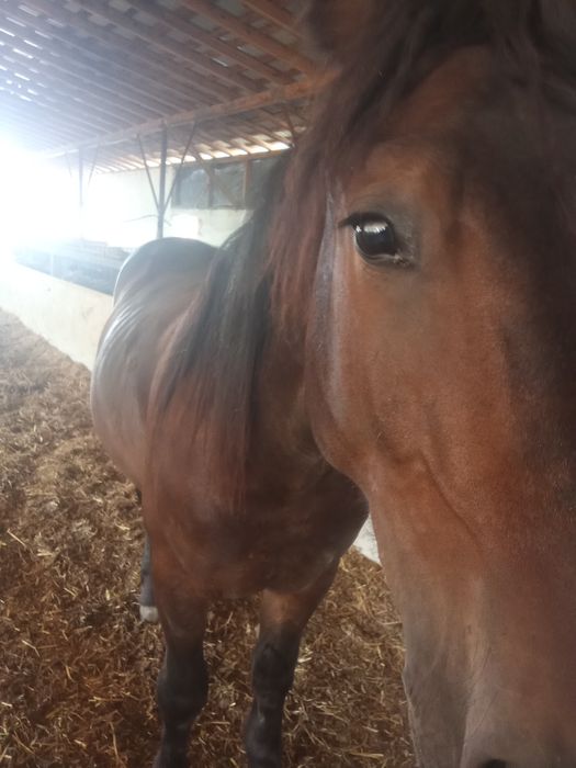 Cal de vânzare preț negociabil