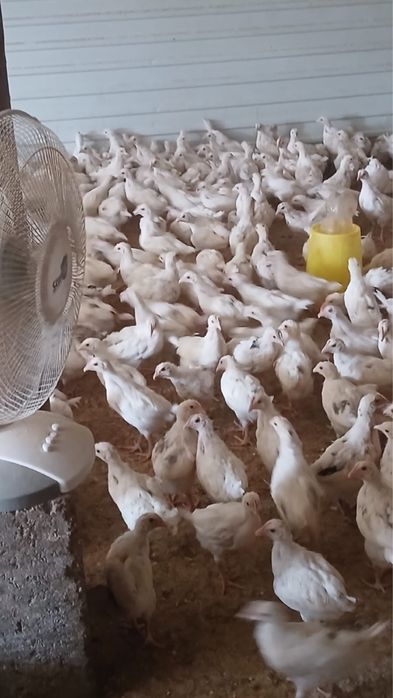 Продам цыплят несушек