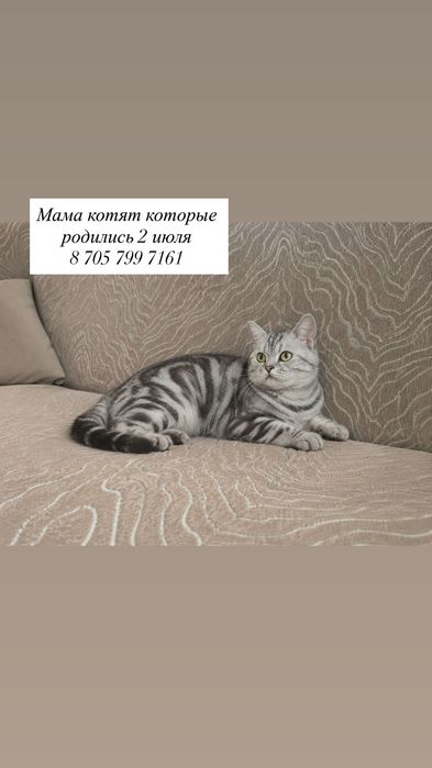 Шотландские котята