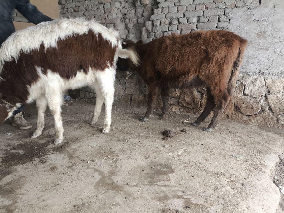 Гуножинлар сотилади