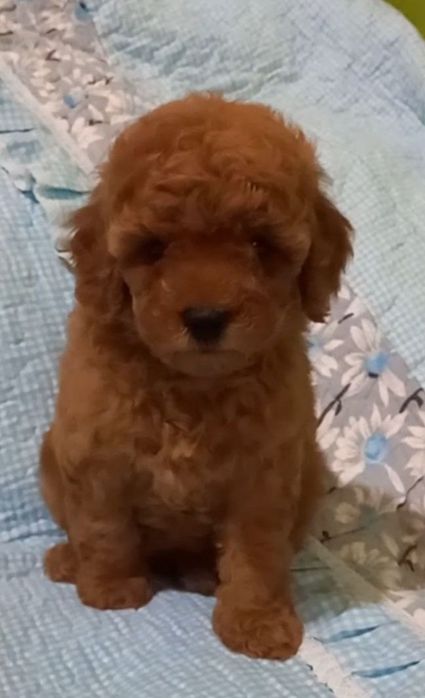 Готовятся к продаже щенки пуделя