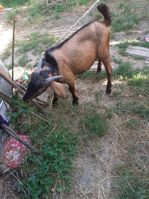 Ied de șase luni