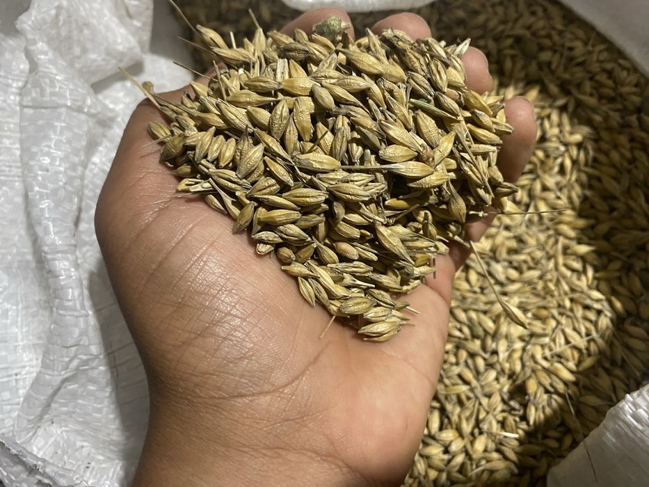 Vand orz de calitate