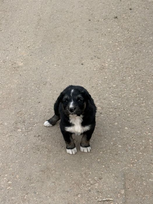 Щенки в добрые руки, мальчики