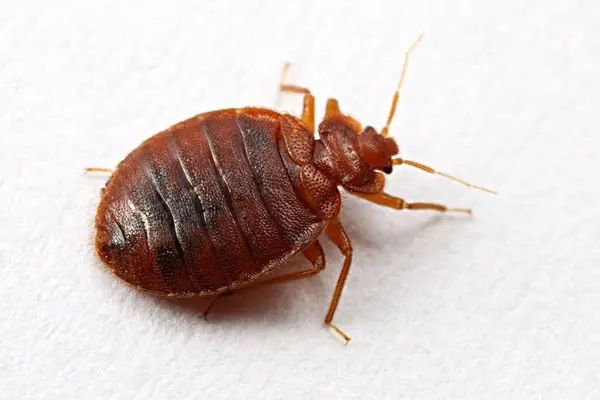 дезинфекция от клопов 24/7