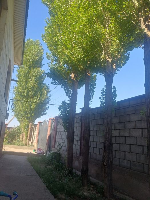 Балкаға терек сатылады.