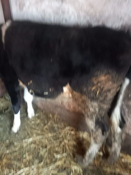 Vand ponei de 4 ani si 2 junici de rasa !