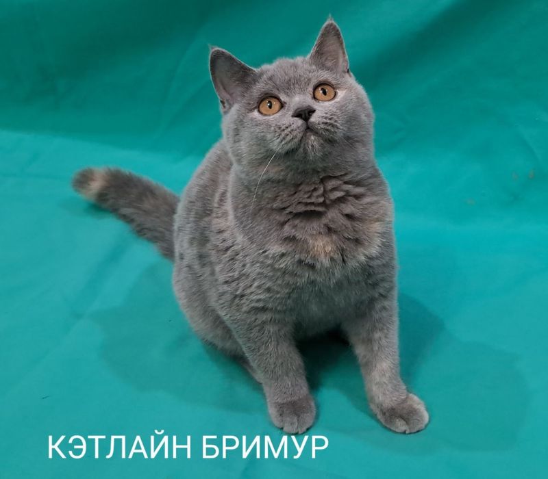 Настоящие Британские котята из питомника!