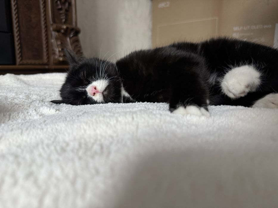 Дарю кошечку.