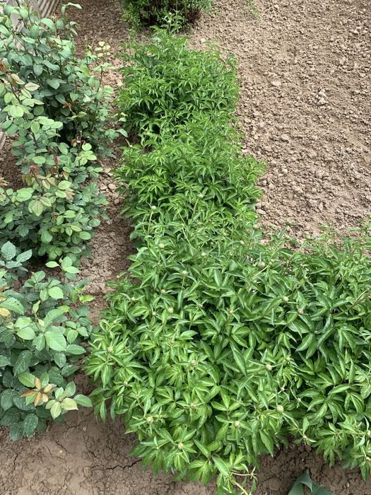 Продаём Пионы | pion sotiladi