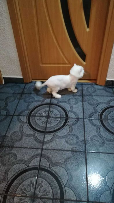 Tund caini si pisici