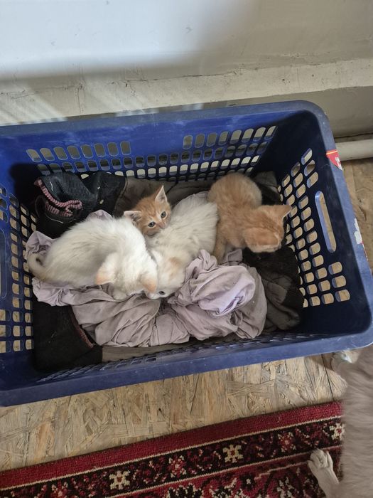 отдам котят в добрые руки