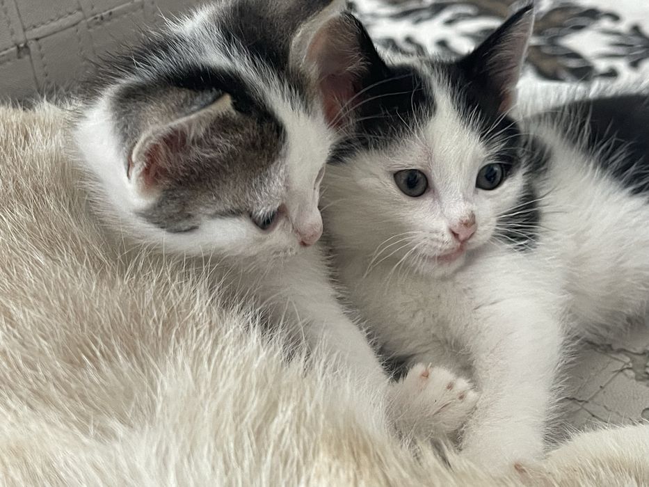 Котята ищут любящих хозяев