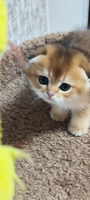 Мальчики фолд,золотая шиншила