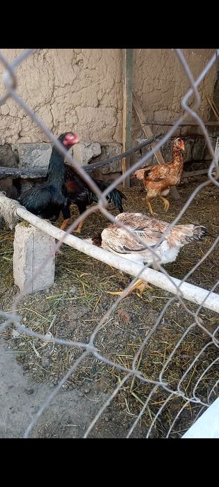 Дәкен дәкен дәкен