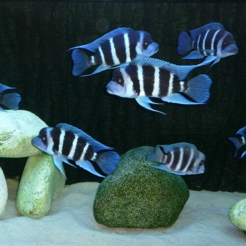 Фронтоза бурунди