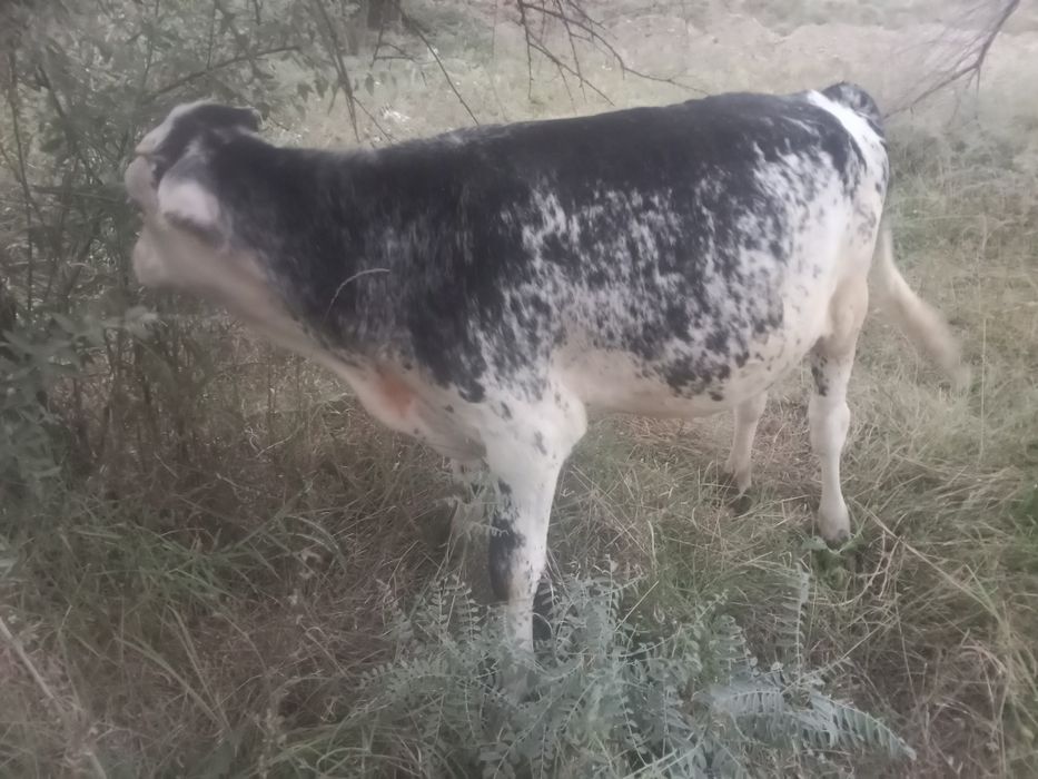 Продам телята и бычок