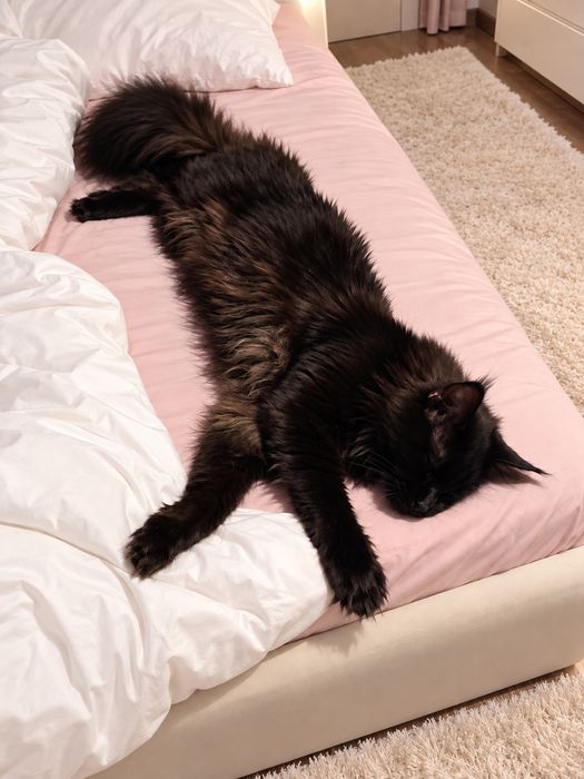 Котенок Мейнкун классик  Черный 80 тыс.