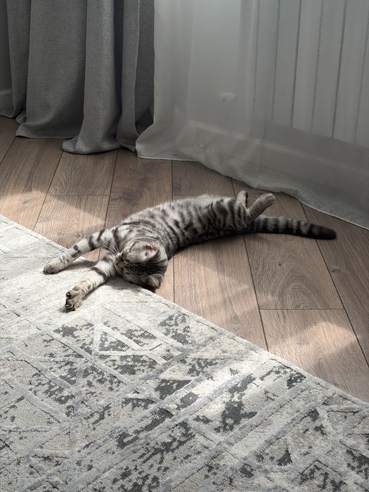 Отдам кота в добрые руки