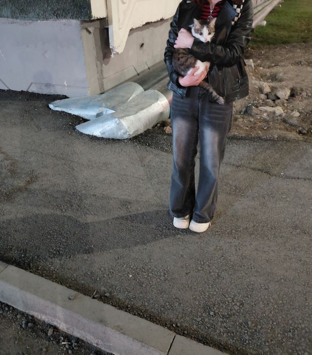 Нашел домашнюю кошку