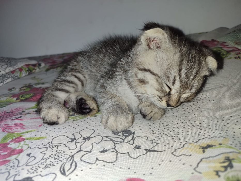 Срочно продается котёнок!