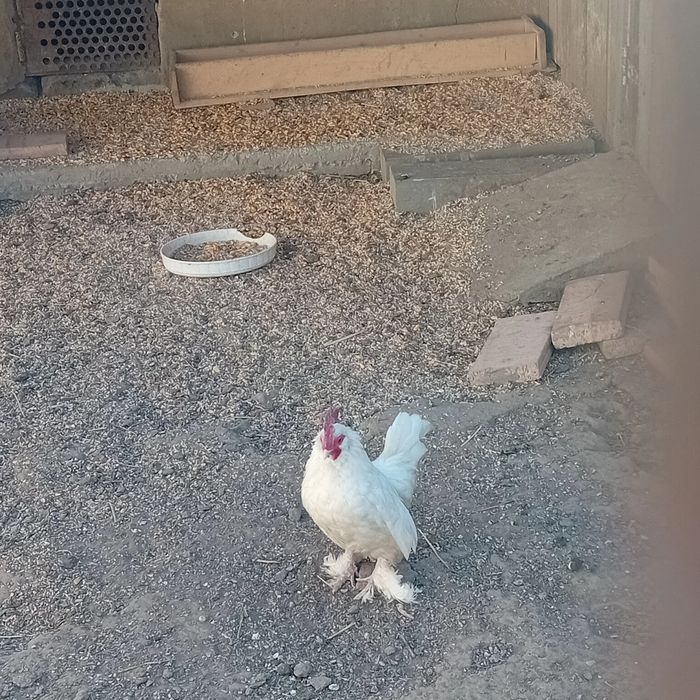 Gainusi pitici și cocosi