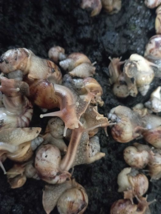 Улитки ахатины -домашние питомцы