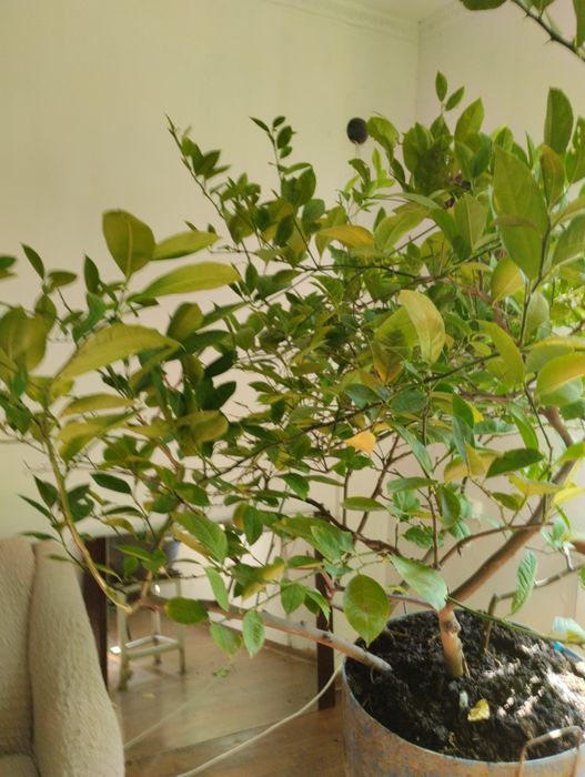 Плодоносящий лимон