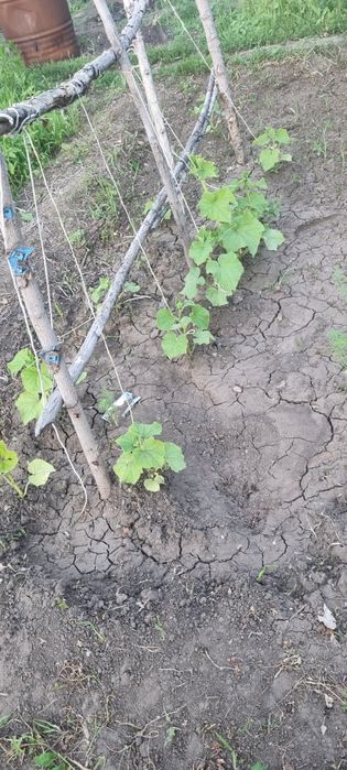 Продаю дачу в районе Келешек