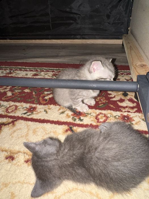 Отдам котят в добрые руки