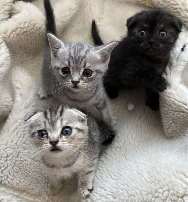 Продам шотландских котят
