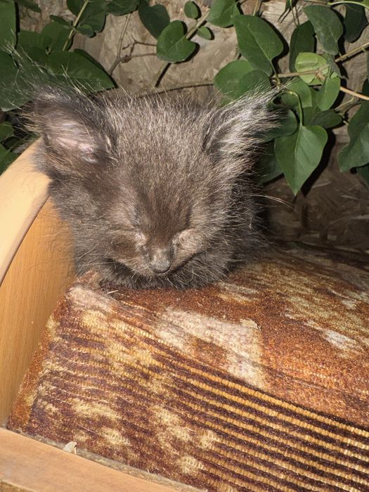 отдам котят в хорошие руки