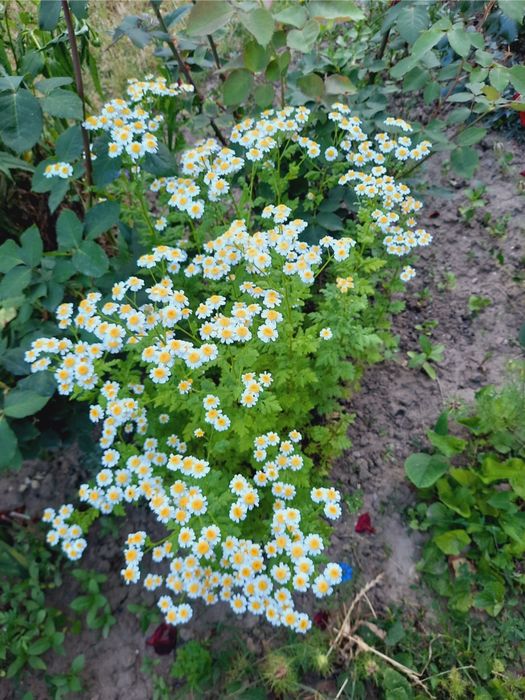 Lot flori ghiveci, gradina