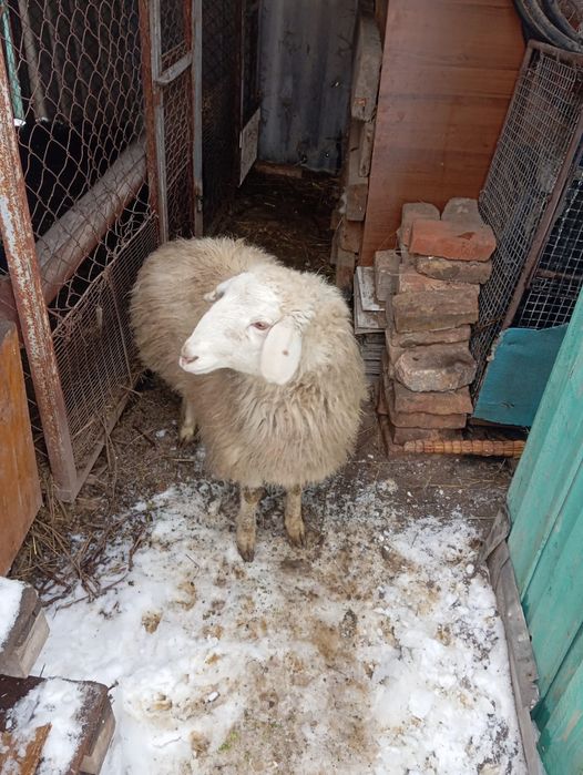 Продам барашка жирный