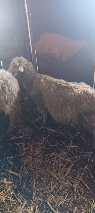 17 de oi mai vechi de vanzare