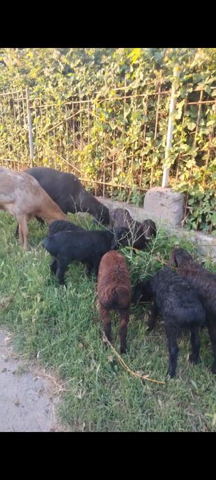 Кузи 8та кучкар 1та ургочи соглом доставка бор