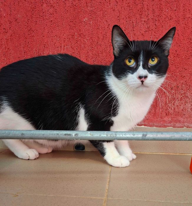 Adoptie pisica castrata