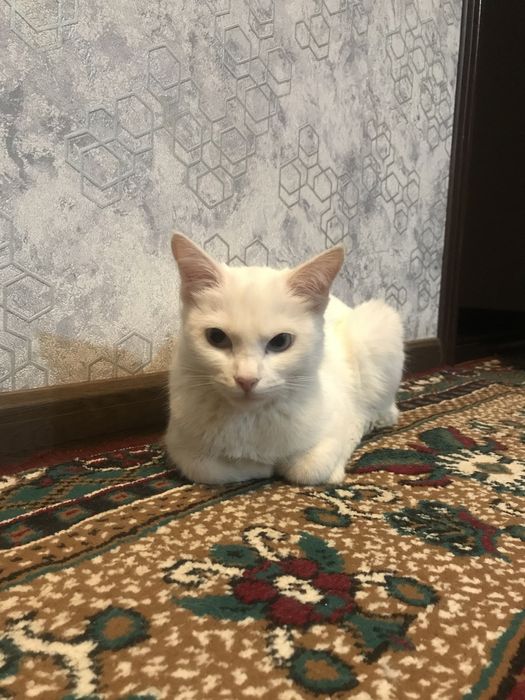 Аппак кыз пышык пародный