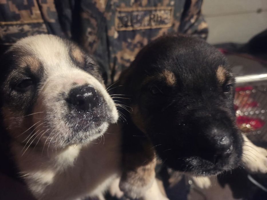 Отдам в хорошие руки