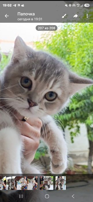 Продаются котята Скоттиш фолд