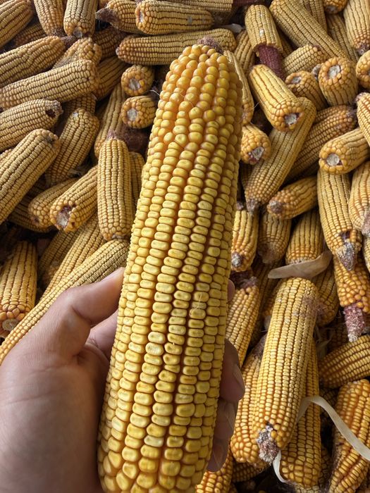 Makka 120 kunlik gbrid
