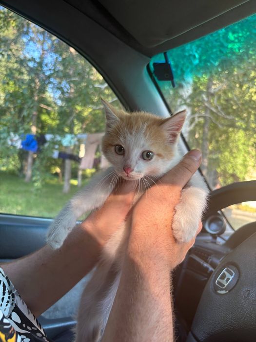 Котенок ищет дом
