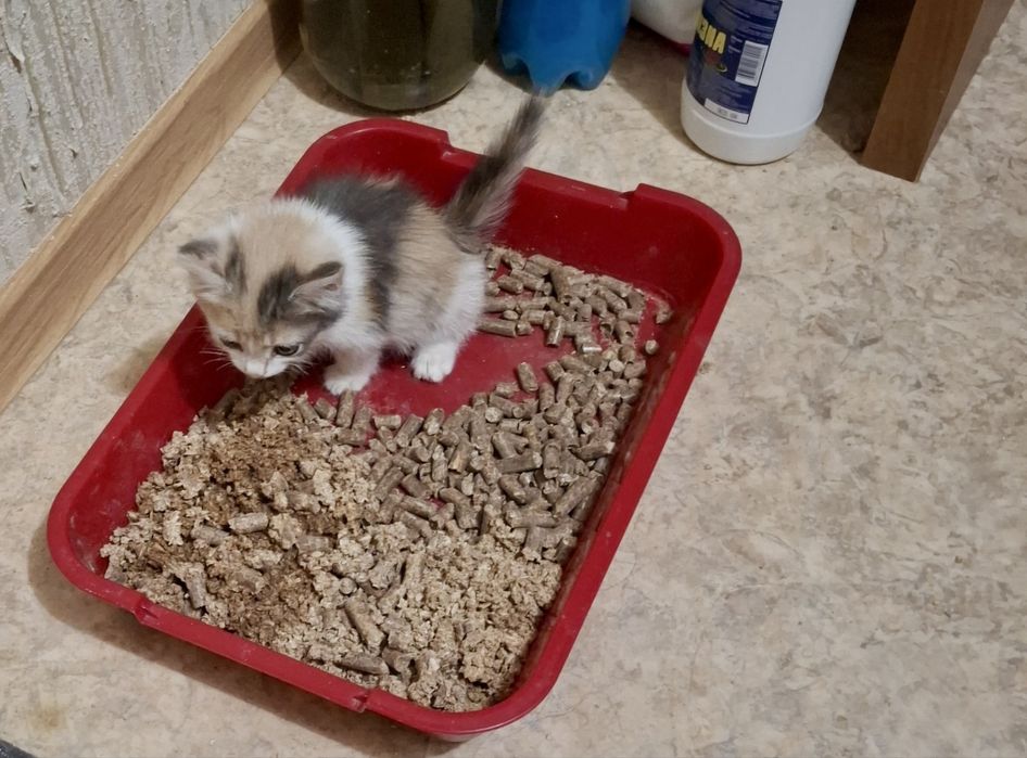 Отдам котенка, девочка трехцветная