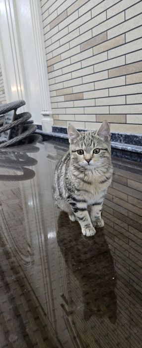 Первая Кошка вислоухая а вторая на половину